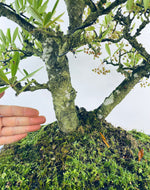 PYRACANTHA (TWIN TRUNKS)