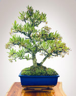 PYRACANTHA (TWIN TRUNKS)