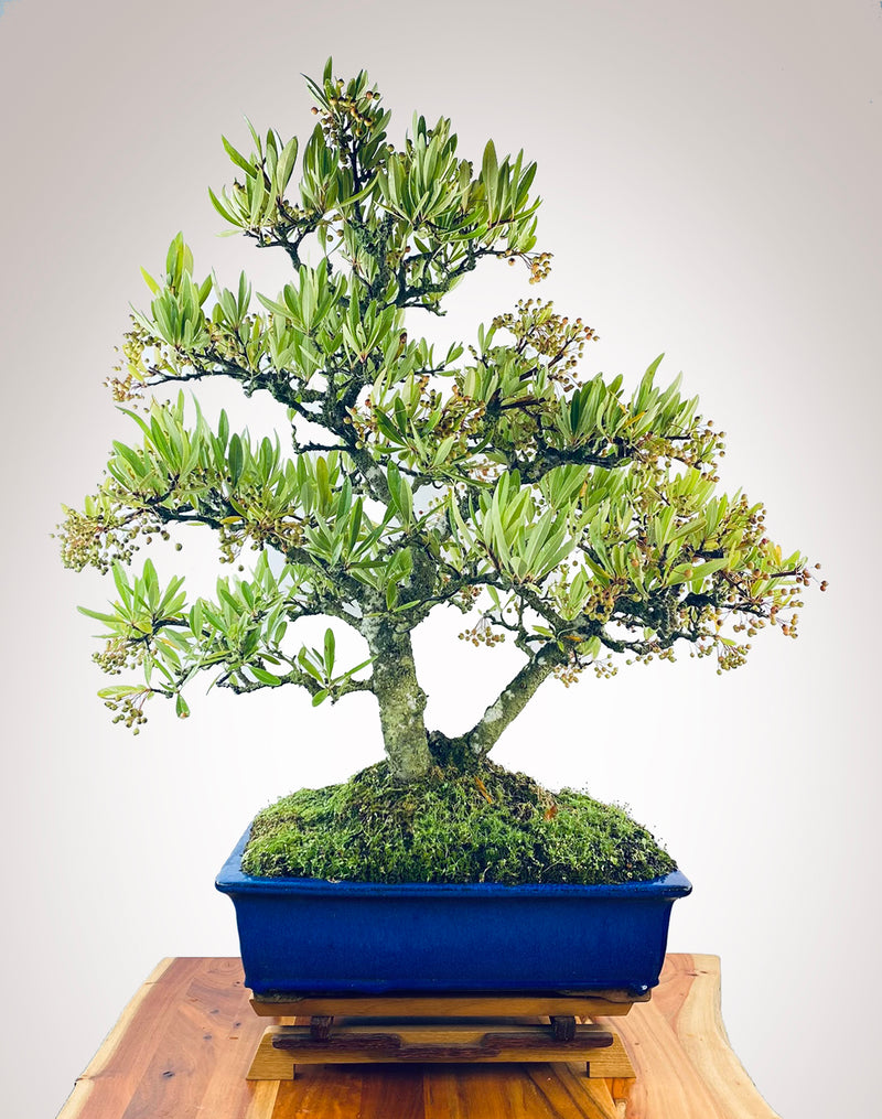 PYRACANTHA (TWIN TRUNKS)