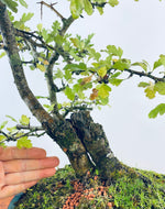 HAWTHORN (TWIN TRUNKS)