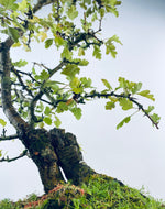 HAWTHORN (TWIN TRUNKS)