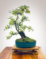 HAWTHORN (TWIN TRUNKS)