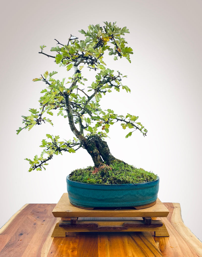 HAWTHORN (TWIN TRUNKS)