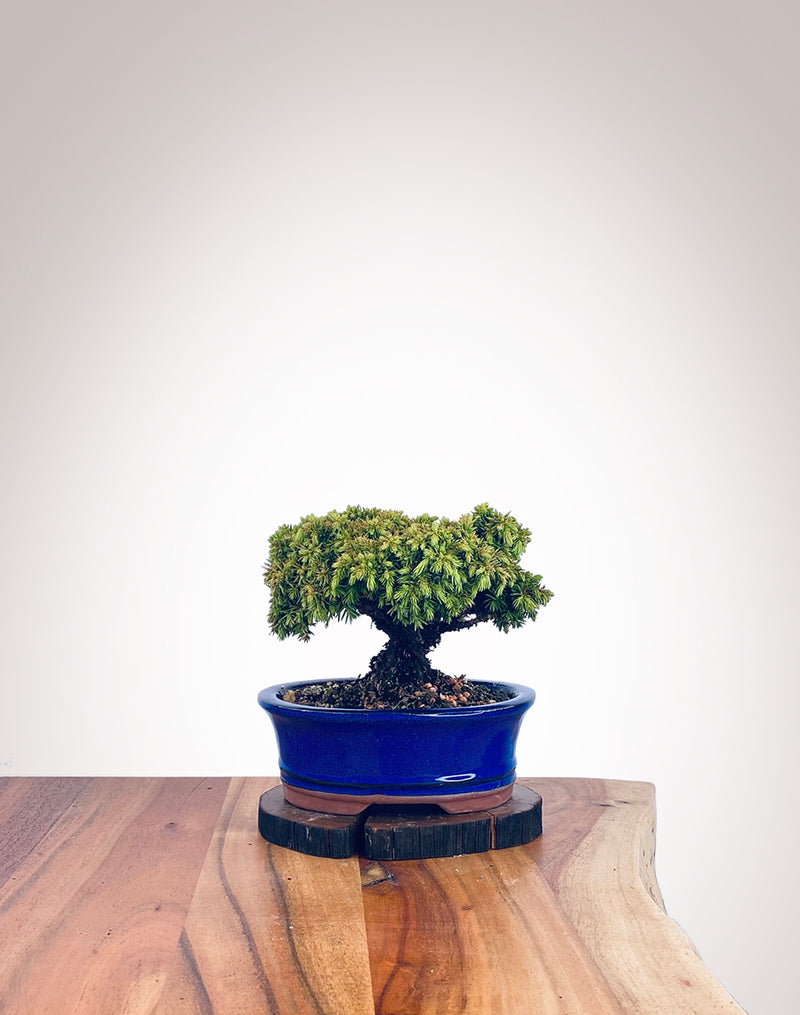 Japanese Cedar (JC2112101)