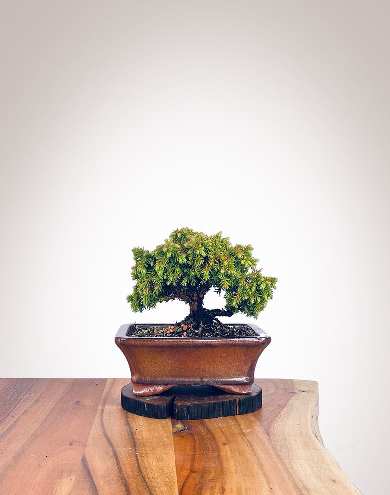 Japanese Cedar (JC2112102)