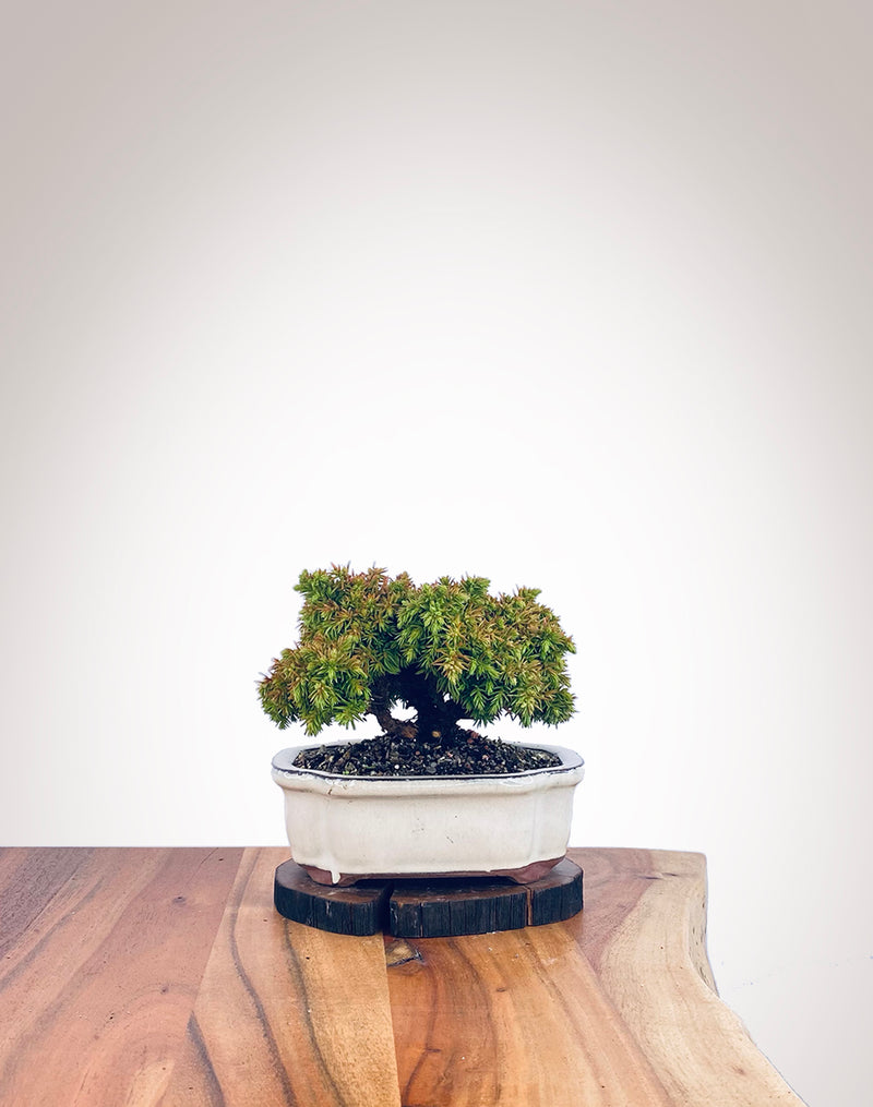 Japanese Cedar (JC2112103)