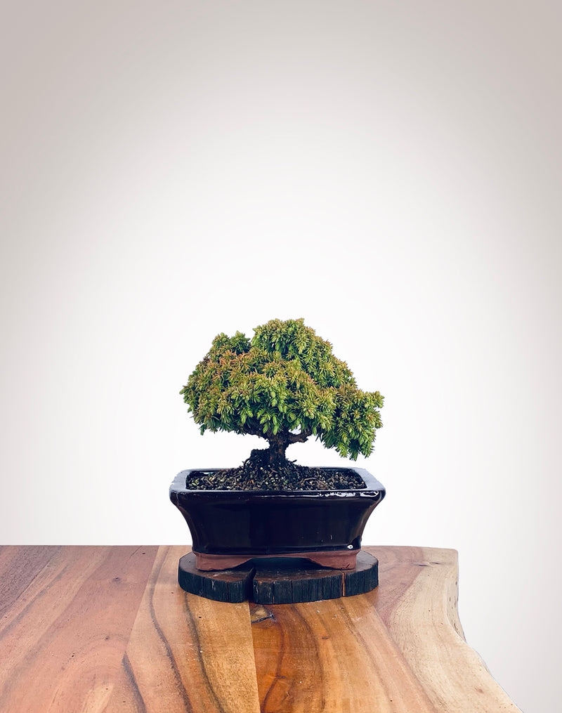 Japanese Cedar (JC2112104)