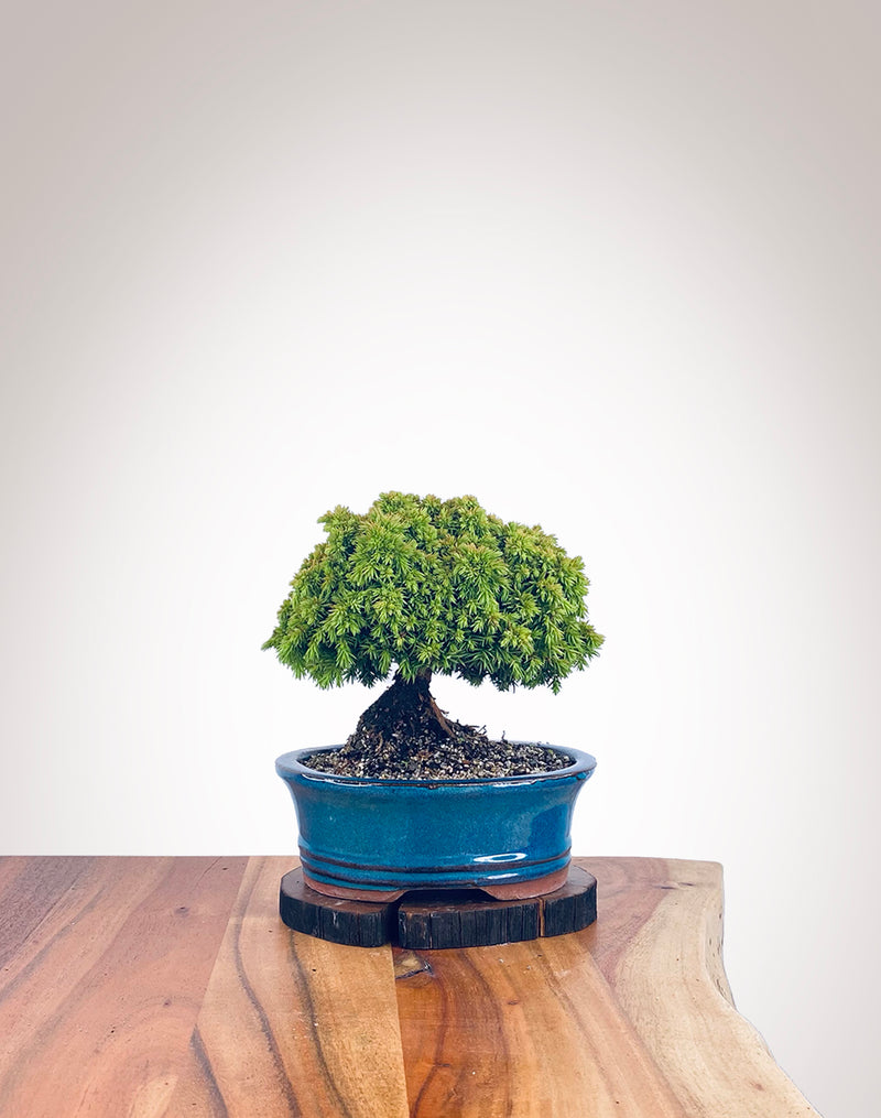 Japanese Cedar (JC2112105)