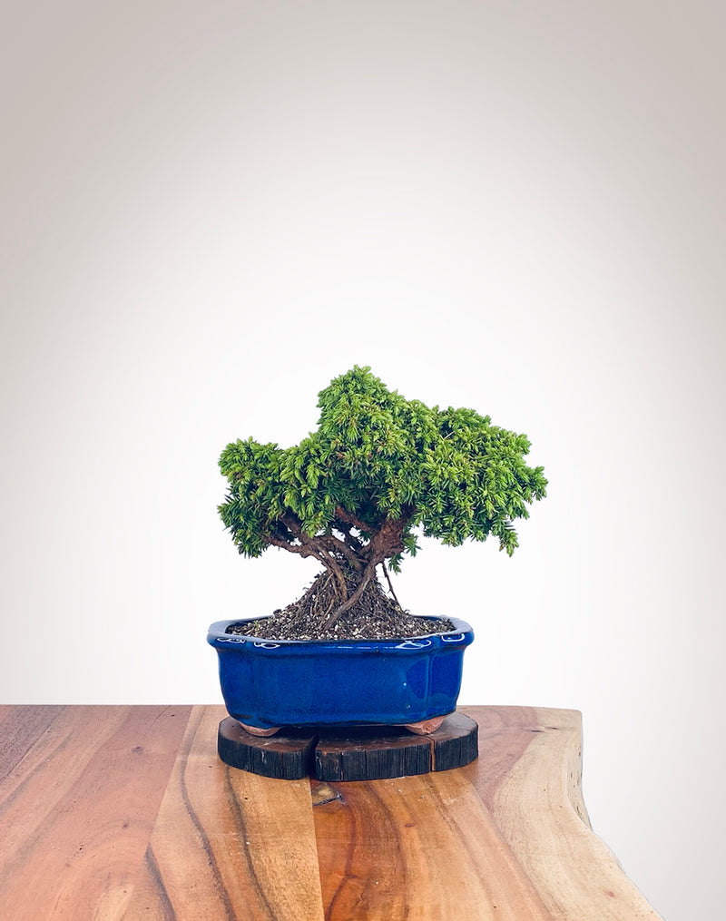 Japanese Cedar (JC2112106)