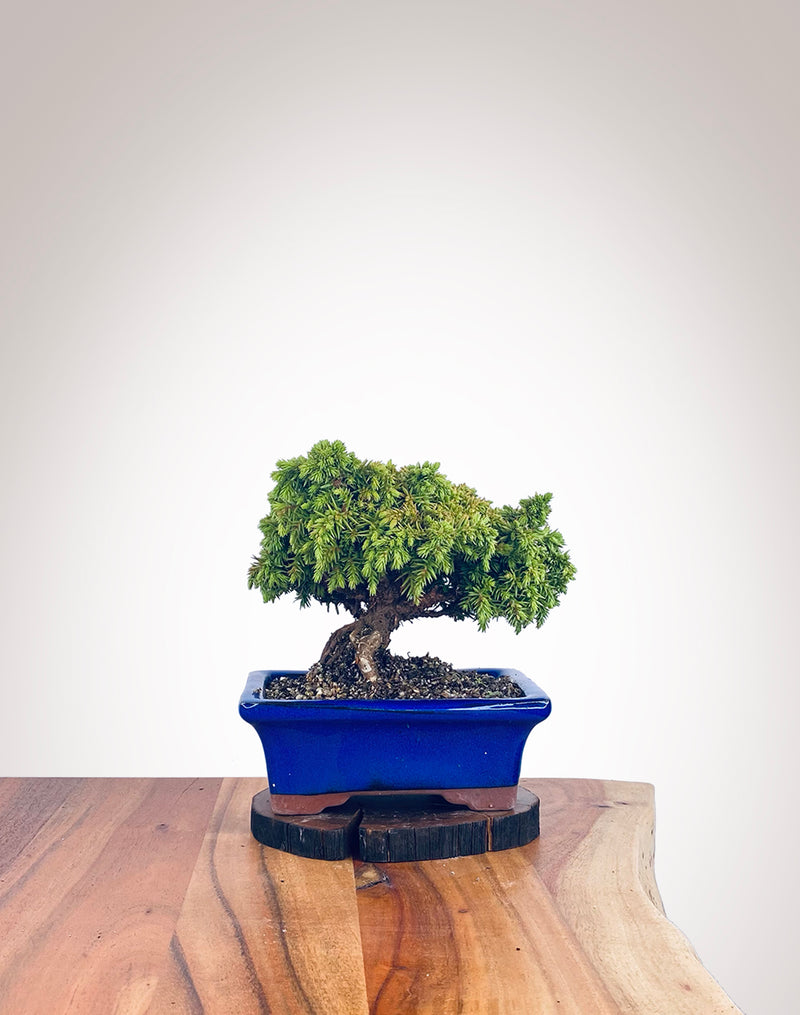 Japanese Cedar (JC2112108)