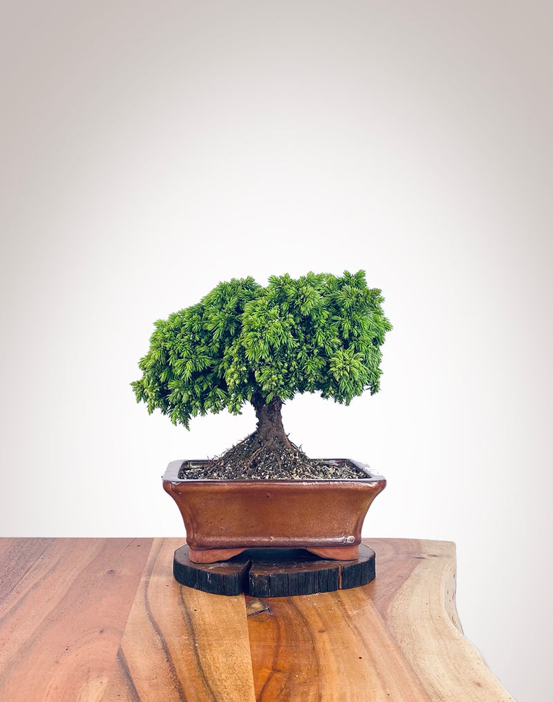 Japanese Cedar (JC2112110)
