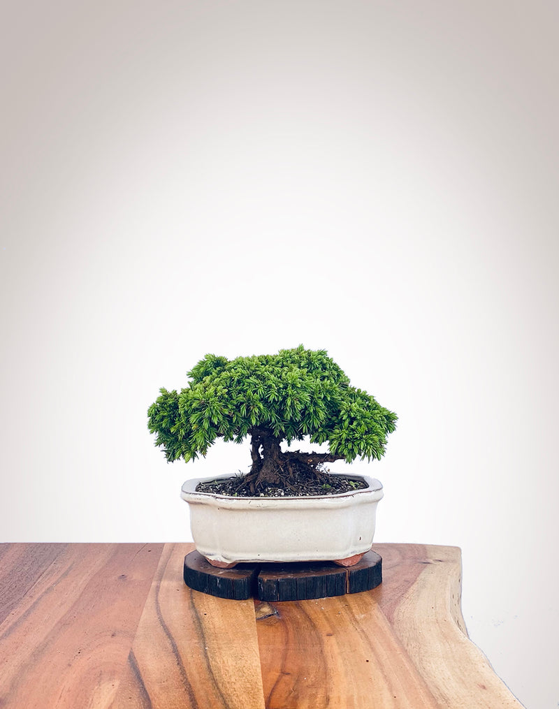 Japanese Cedar (JC2112111)