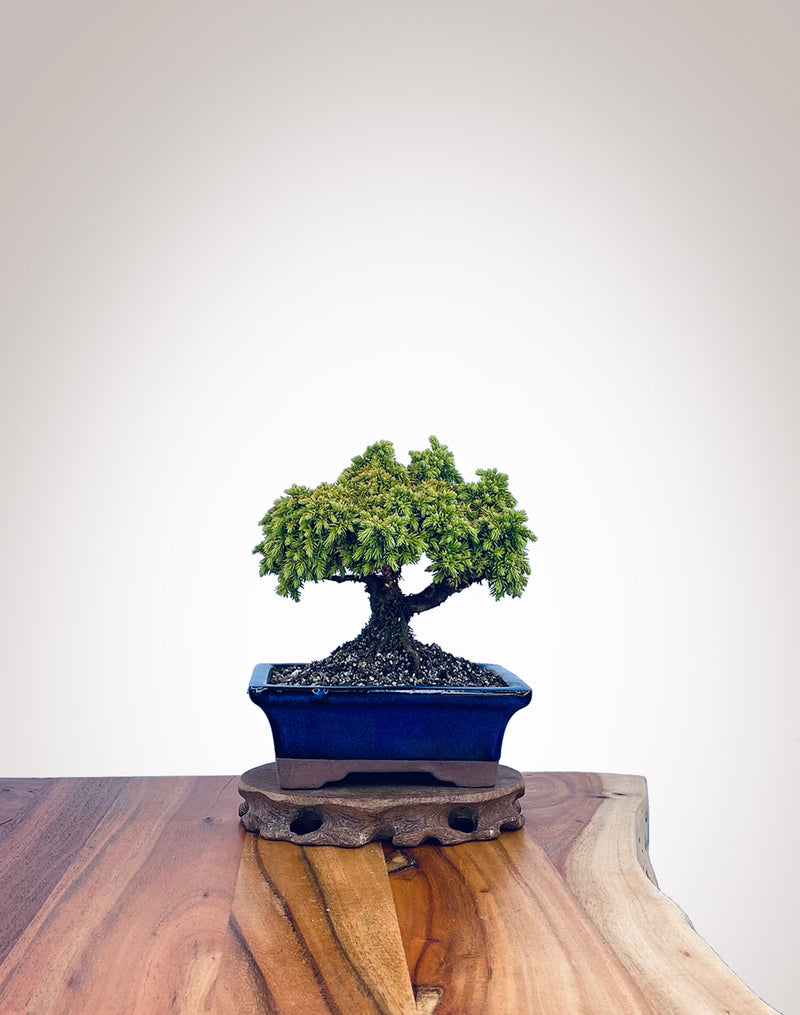 Japanese Cedar (JC2202003)