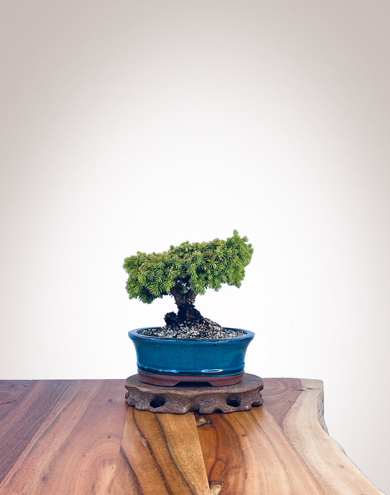 Japanese Cedar (JC2202007)