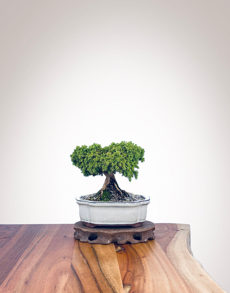 Japanese Cedar (JC2202010)