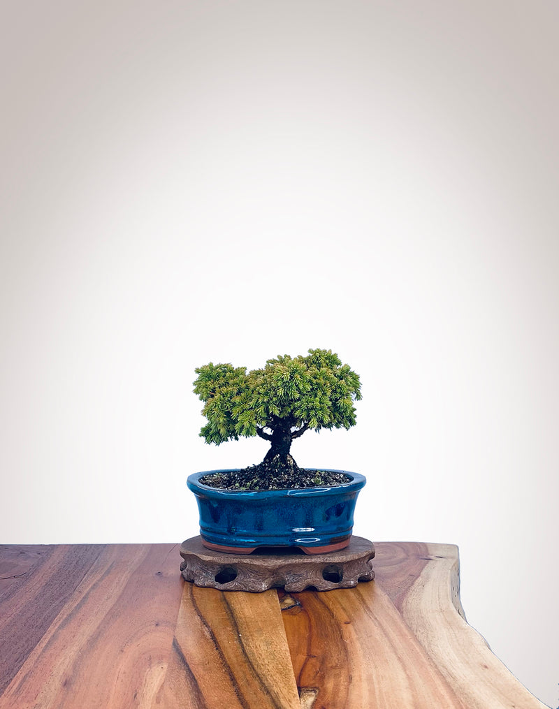 Japanese Cedar (JC2202013)