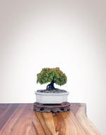 Japanese Cedar (JC2202017)