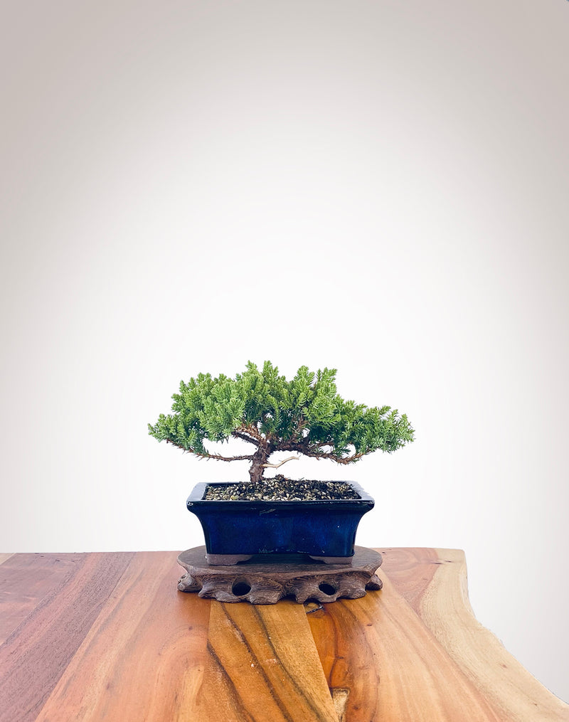 Japanese Juniper (JJ2303027)