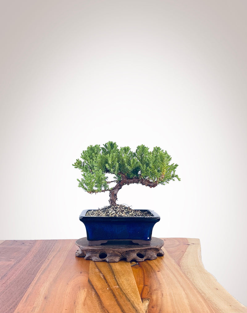 Japanese Juniper (JJ2303030)