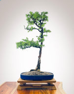 JAPANESE LARCH (JL2210002)
