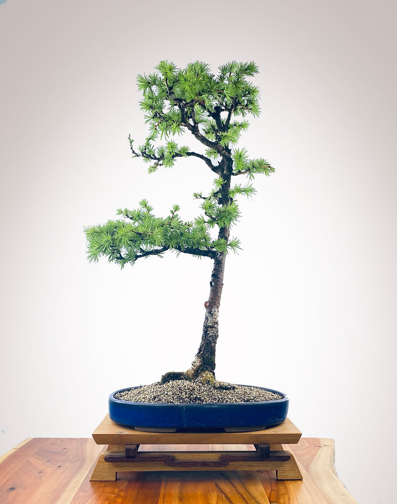 JAPANESE LARCH (JL2210002)