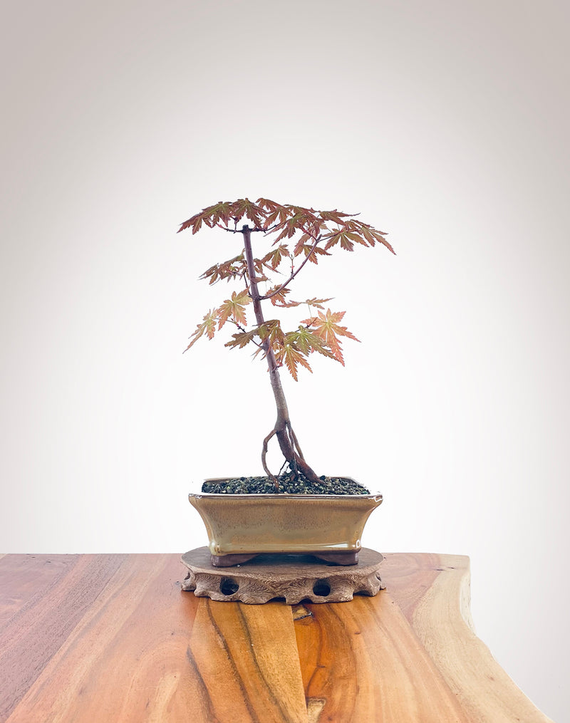 Japanese Maple (JM2210005)