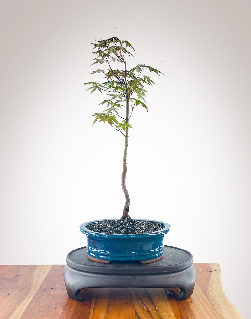 Japanese Maple (JM2210010)