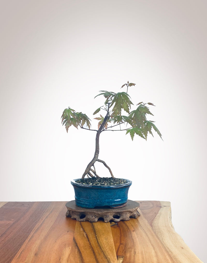 Japanese Maple (JM2210012)