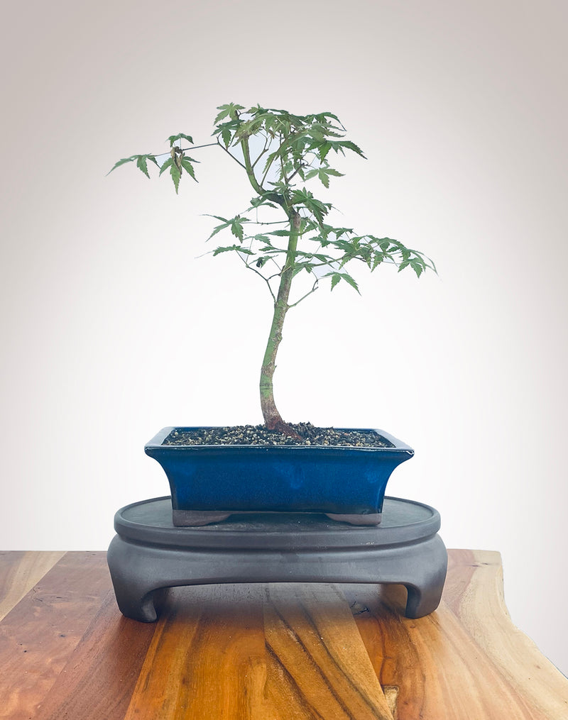 Japanese Maple (JM2210014)