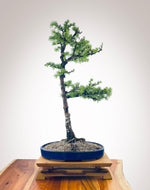 JAPANESE LARCH (JL2210002)