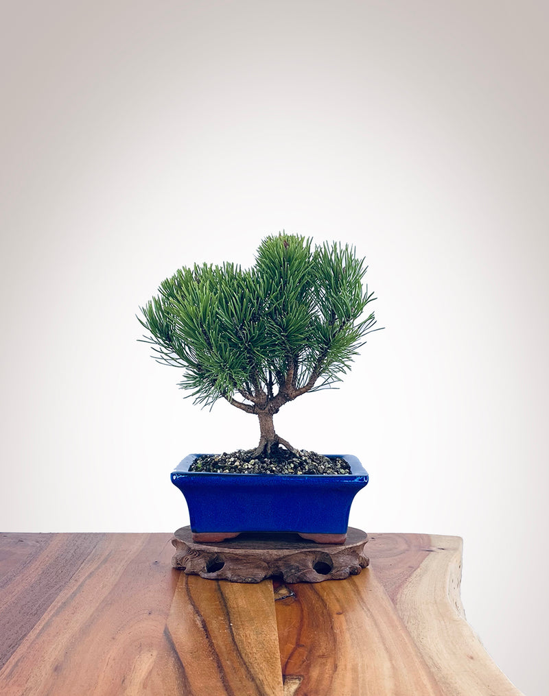 Mugo Pine (MP2204006)