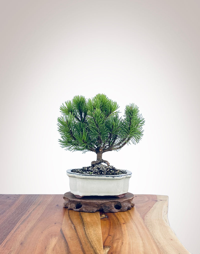 Mugo Pine (MP2204012)