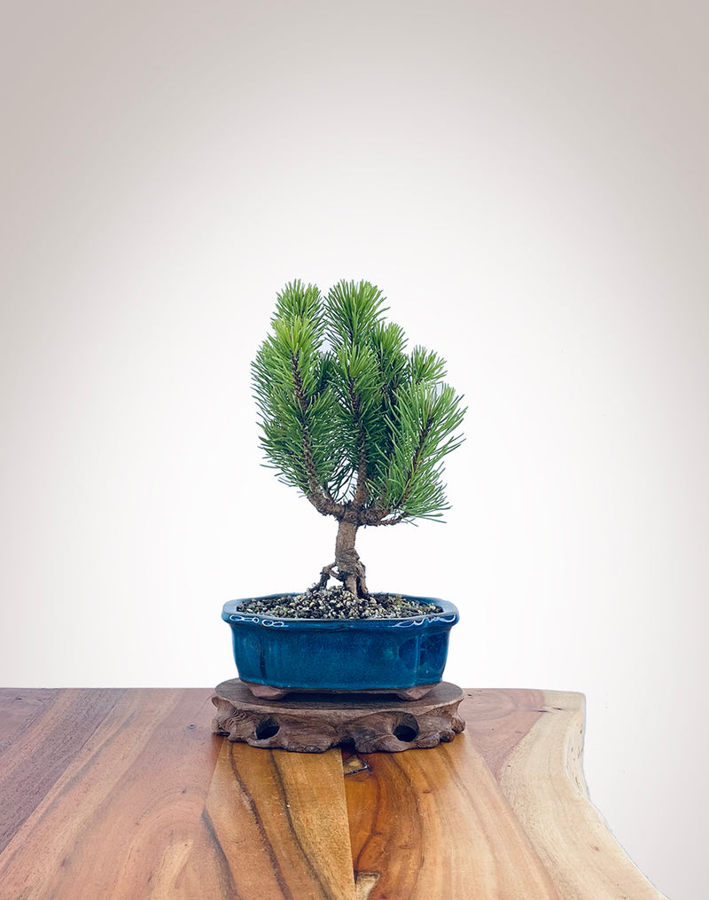 Mugo Pine (MP2204014)