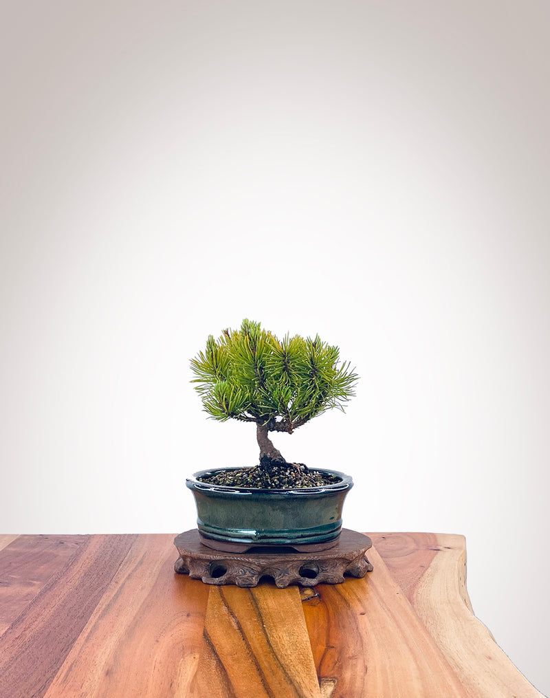 Mugo Pine (MP2212002)