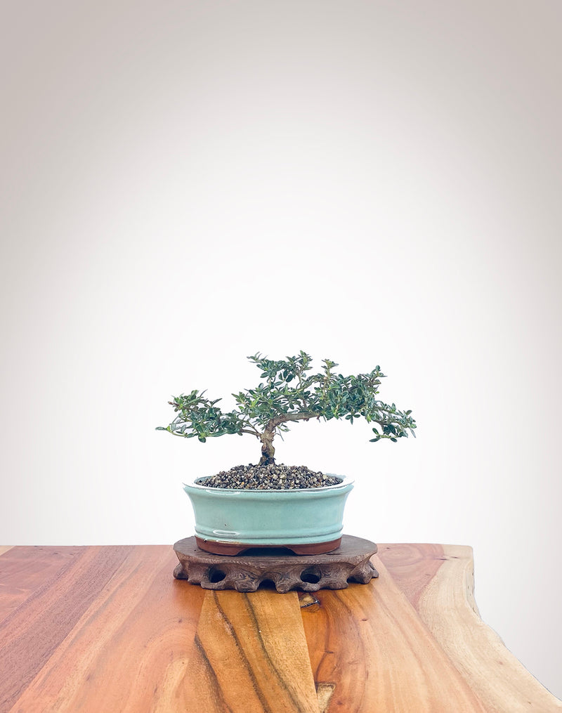 Mirror Tree (MT2206003)