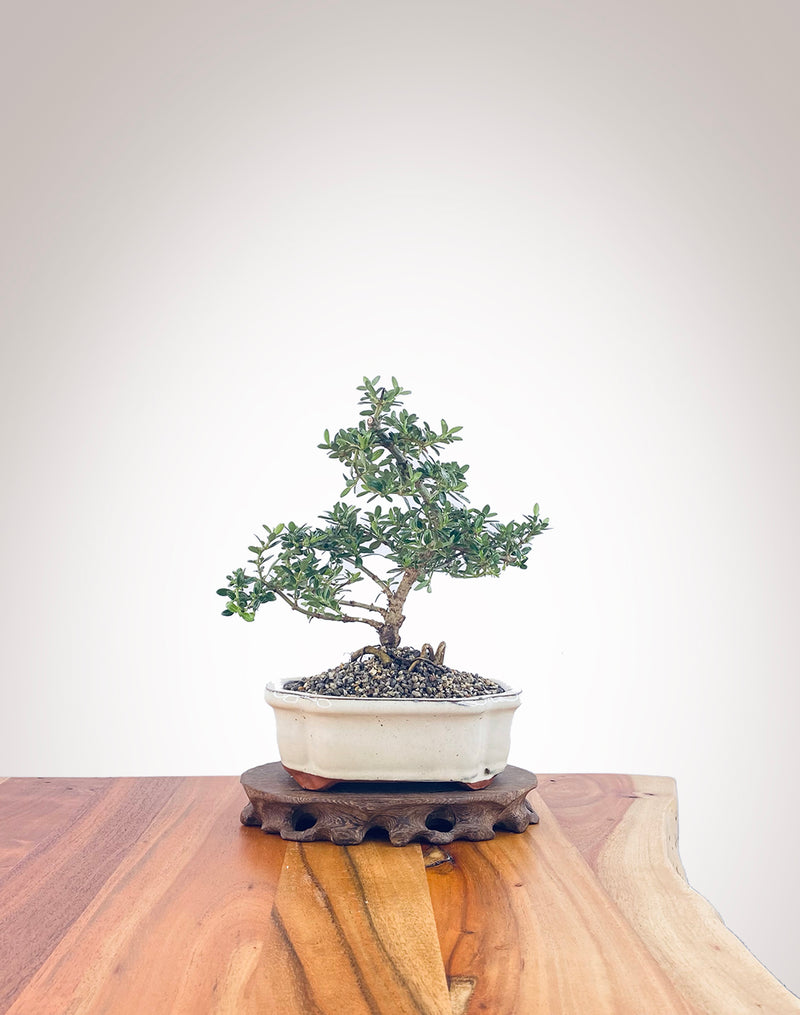 Mirror Tree (MT2206009)