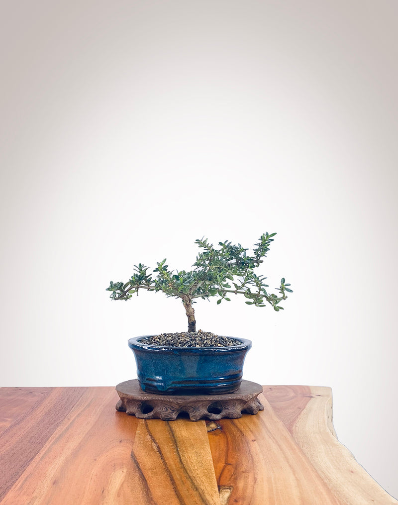 Mirror Tree (MT2206010)