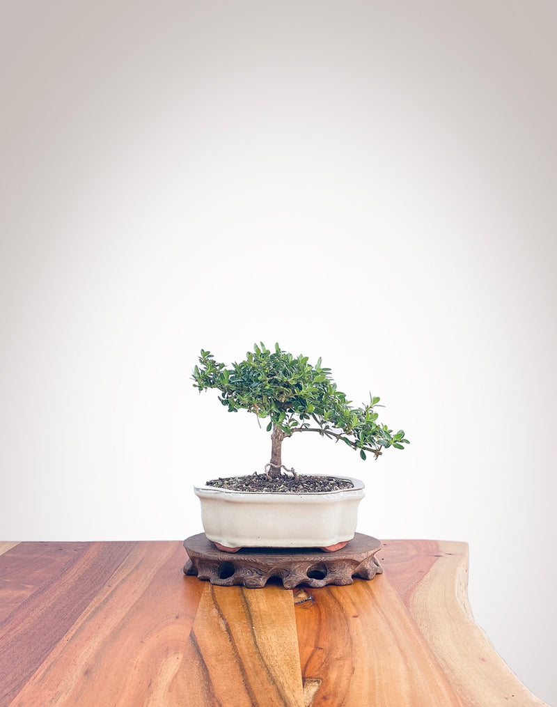 Mirror Tree (MT2208001)