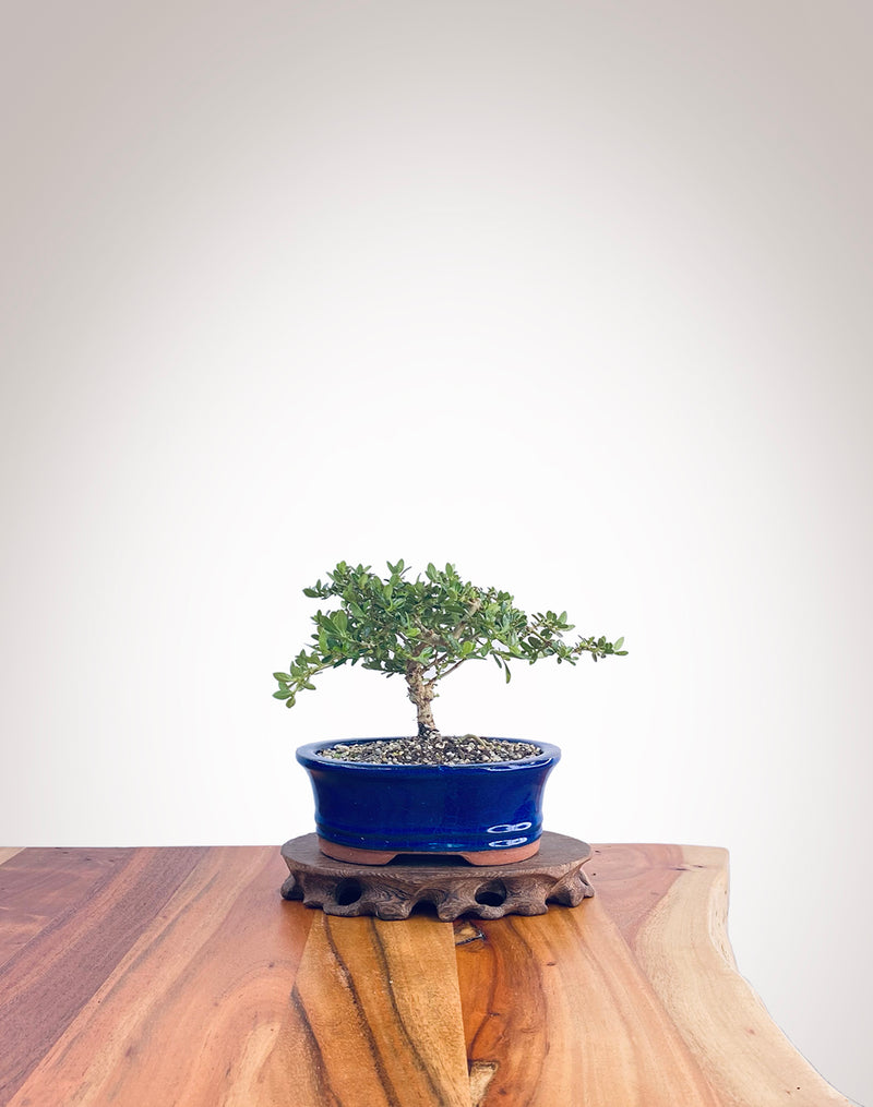 Mirror Tree (MT2208004)