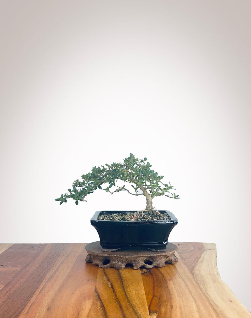 Mirror Tree (MT2210006)