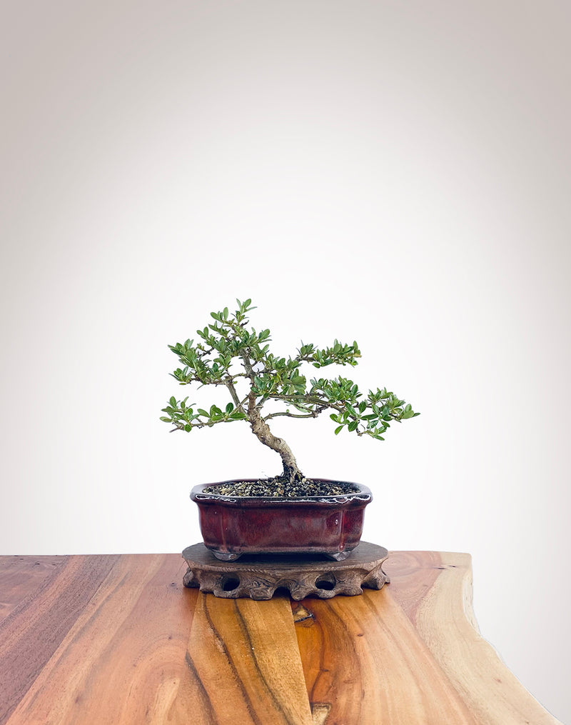 Mirror Tree (MT2212002)