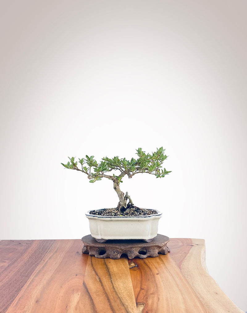 Mirror Tree (MT2212003)