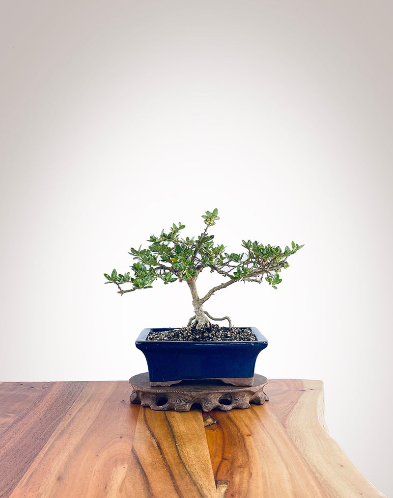 Mirror Tree (MT2212006)