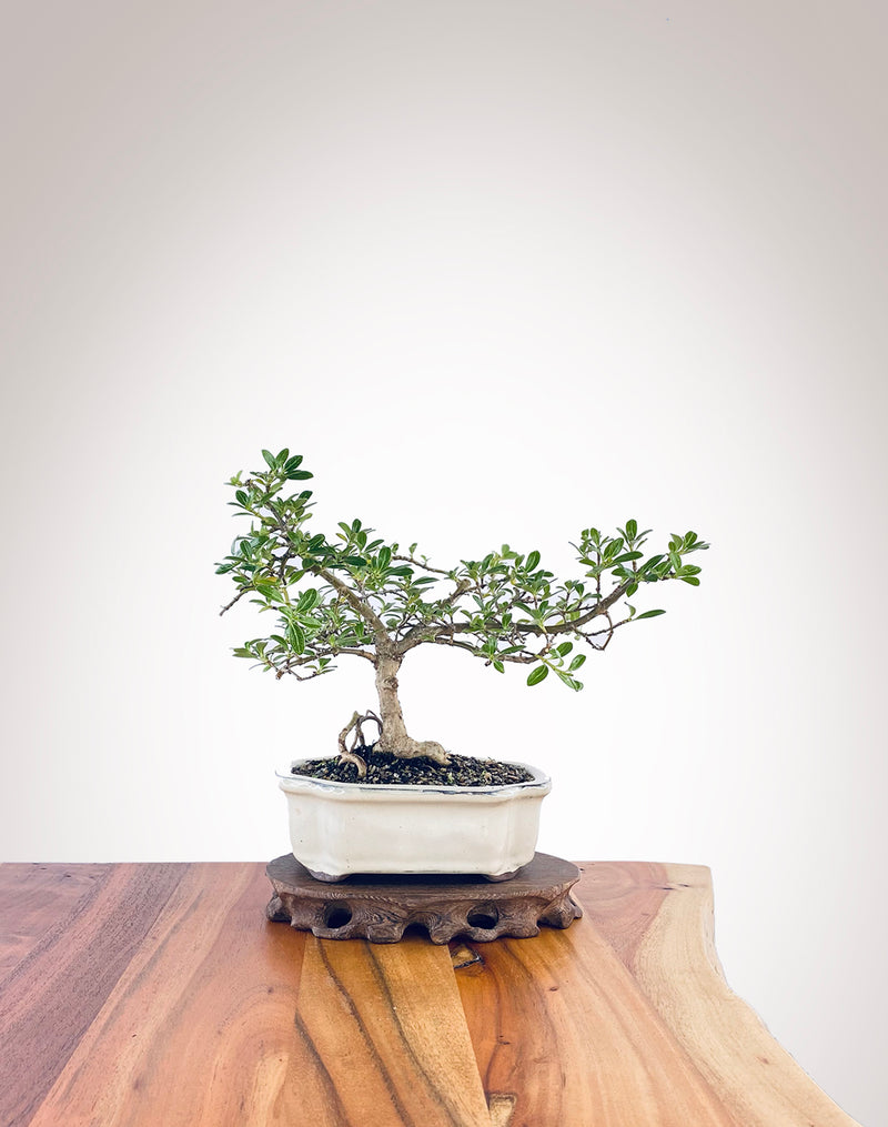 Mirror Tree (MT2303004)