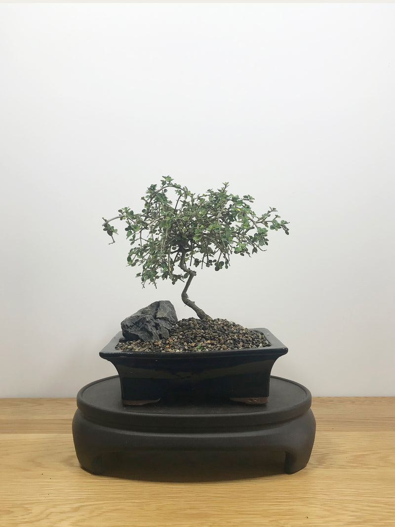 COPROSMA - NZ NATIVE (C10001) - MiniGardens NZ