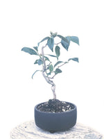 JAPANESE CAMELLIA (CAM1903004) - MiniGardens NZ