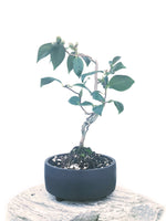 JAPANESE CAMELLIA (CAM1903004) - MiniGardens NZ