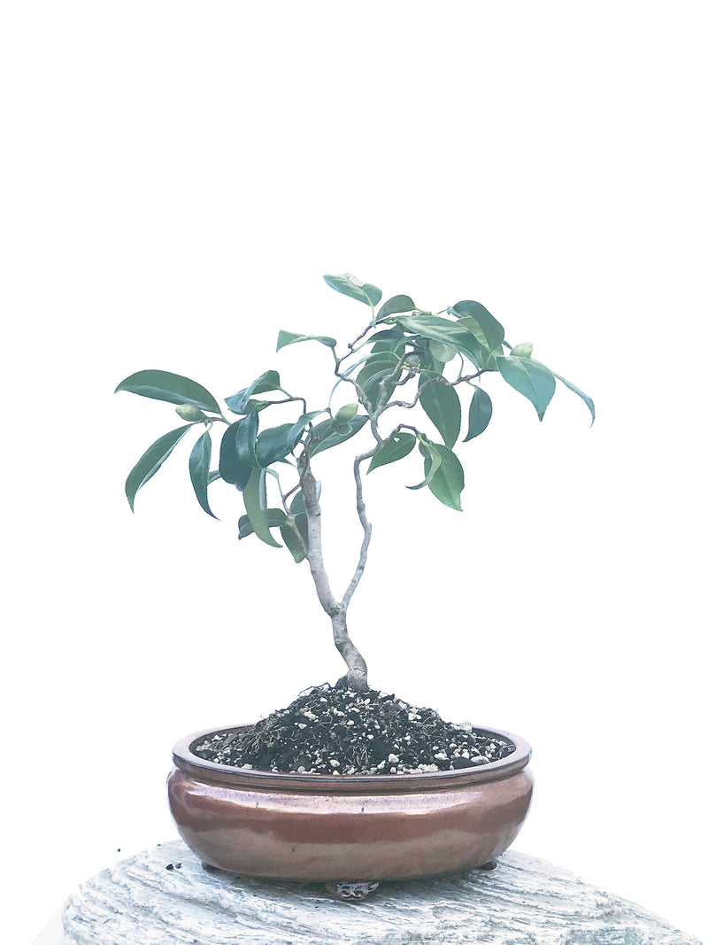 JAPANESE CAMELLIA (CAM1903026) - MiniGardens NZ