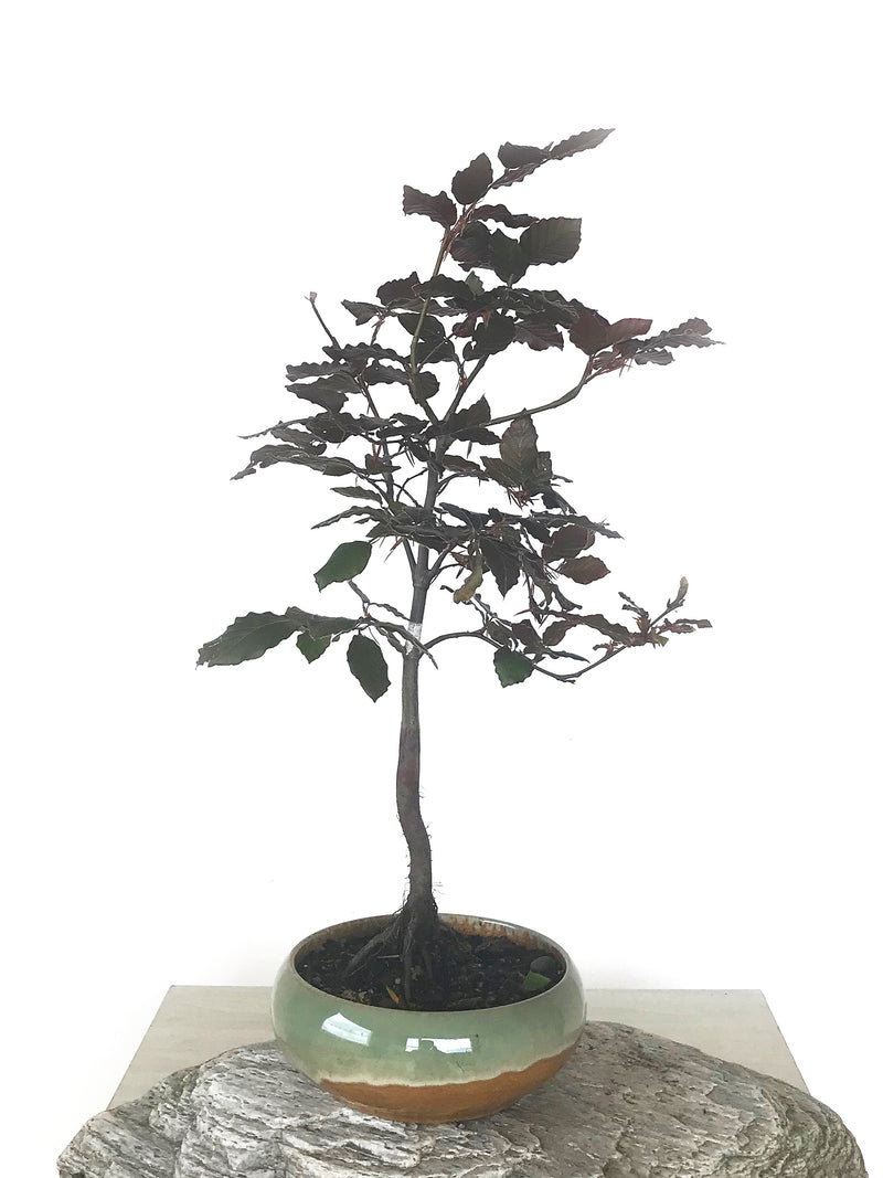 COPPER BEECH (CB1808001) - MiniGardens NZ