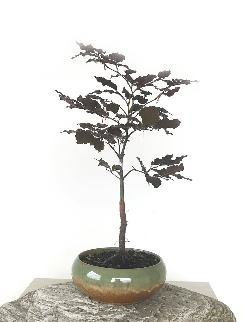 COPPER BEECH (CB1808002) - MiniGardens NZ